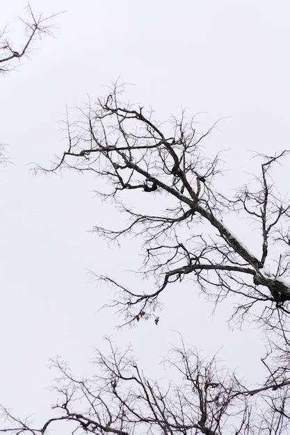 Premium Photo | Leafless branches of park winter trees