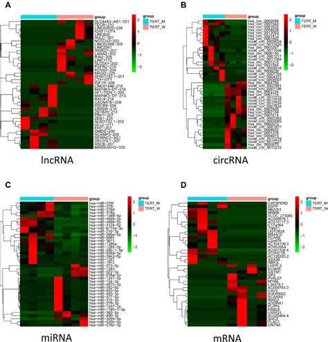 Heatmaps Of De Lncrnas Circrnas Mirnas And Mrnas The Heatmap