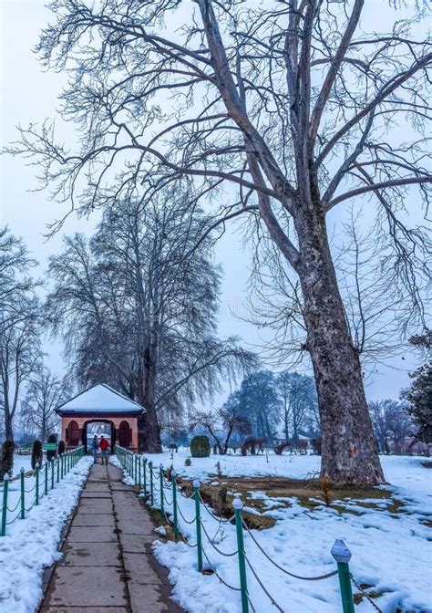 The Snow Covered View Of Shalimar Bagh Mughal Garden During Winter