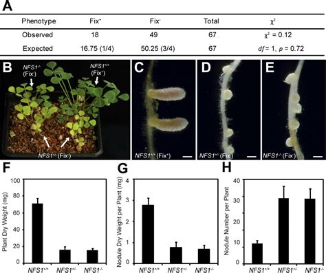 Nodule Specific Cysteine Rich Peptides Negatively Regulate Nitrogen