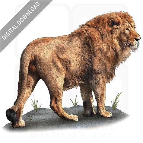 Stock Art Drawing of an African Lion