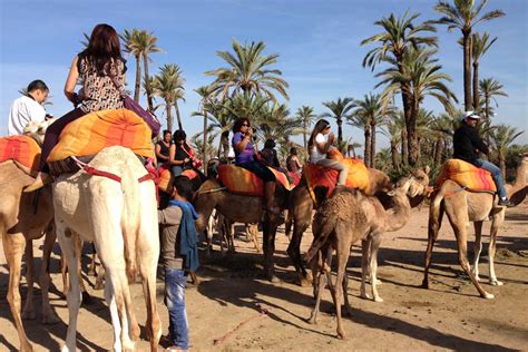 Sunset Camel Ride In The Palm Grove Of Marrakech Trip Starting From