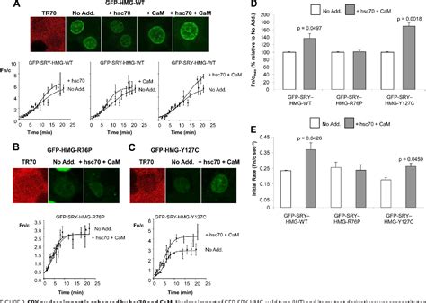 Figure 2 From 70 KDa Heat Shock Cognate Protein Hsc70 Mediates