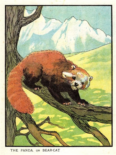 how to draw a red panda 3