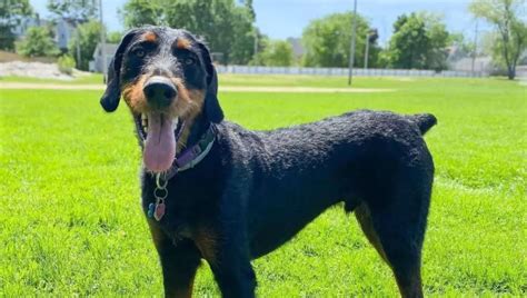 Get To Know The Doberdoodle Doberman Pinscher X Poodle 60 Off