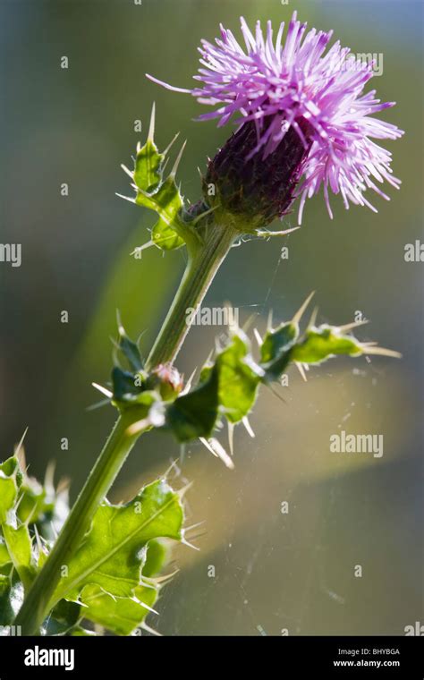 Creeping Thistle Flower Cirsium Arvense Asteraceae Stock Photo Alamy