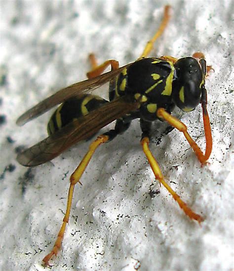 European Paper Wasp Polistes Dominula Bugguide Net