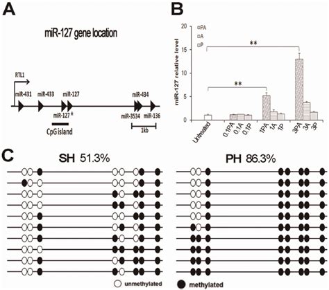 Mir Is Induced From Its Promoter By Dna Demethylation And Histone