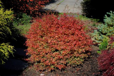 141 Hanami Nishiki6 Don Schmidt Nursery Flickr