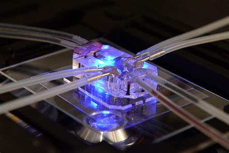 Nih Awards 15 Million To Support Development Of 3 D Human Tissue