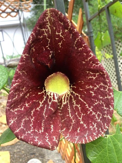 Plantfiles Pictures Aristolochia Species Elegant Dutchmans Pipe