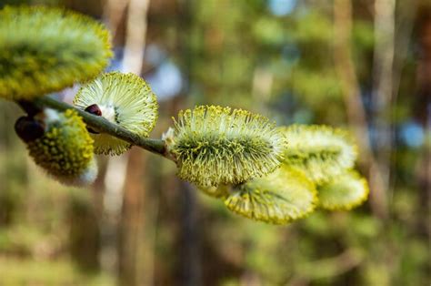 Premium Photo Yellow Blooming Spring Flowers Of The Pussy Willow Tree