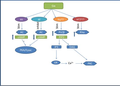 Figure 1 11 From The Role Of Ligand Processing In Neuromedin U Receptor