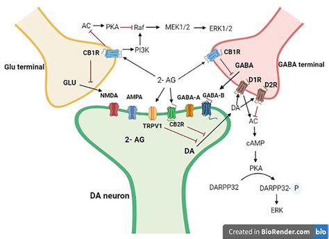 Interaction Of Mid Brain Dopaminergic Neurons With Gaba And Glutamate