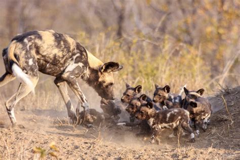 12 adorable wild dog puppies! - Africa Geographic