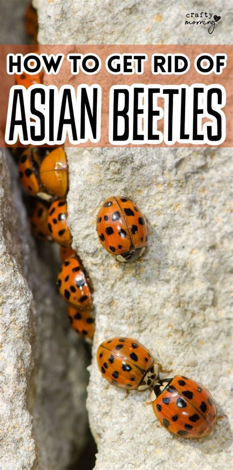 How To Get Rid Of Asian Beetles Asian Beetle Asian Ladybugs Beetle