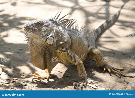 Wild Giant Iguana in Zoo of Thailand Stock Image - Image of iguana, outside: 148791089