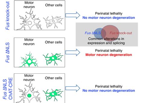 Toxic Gain Of Function From Mutant Fus Protein Is Crucial To Trigger