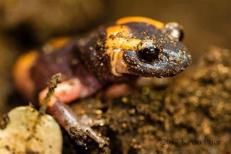 Large Blotched Ensatina Found Eight Large Blotched Ensatin Flickr