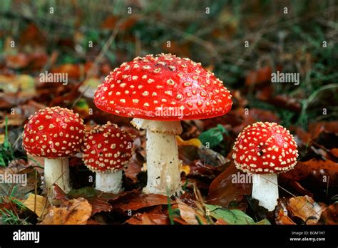 Fly Agaric Mushrooms Amanita Muscaria In Different Growing Stages