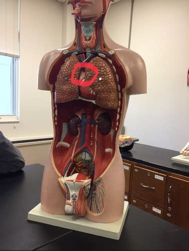 Anp Ii Lab Part Gross Anatomy Flashcards Quizlet