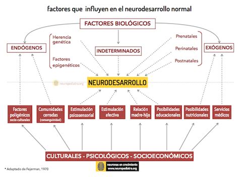 El Neurodesarrollo Neuronas En Crecimiento