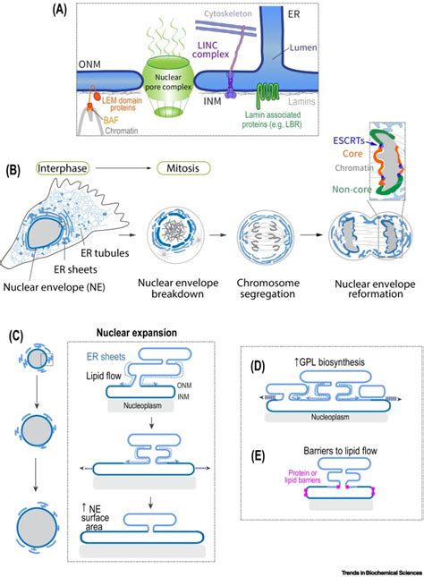 Nuclear Envelope Diagram