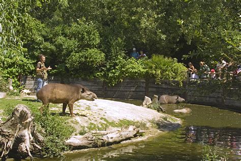 Zoo En Images Zoo Des Sables Dolonne