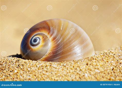 Spiral Seashell Stock Photo Image Of Round Resort Gastropod 58791954