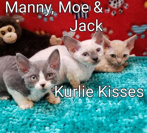 Munchkin Cats For Sale Philadelphia Pa 297805