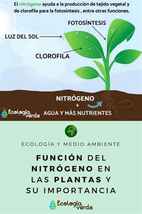 Funci N Del Nitr Geno En Las Plantas Y Su Importancia Biology Plants