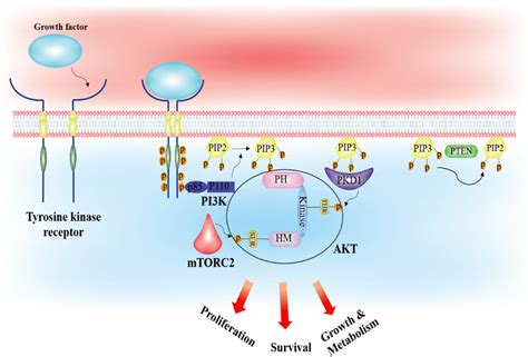 Schematic Representation Of The Pi3kakt Signaling Pathway And Its Main Download Scientific