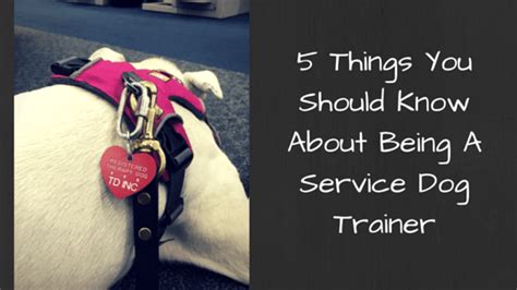 Becoming A Service Dog Trainer: What You Should Know - The Modern Dog ...