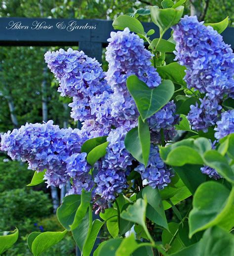 For the Love of Lilacs - Real estate, House and Home