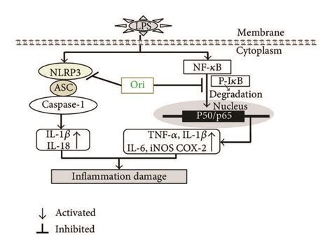 Scheme Summarizing The Inhibitory Of LPS Induced Inflammation Damage By