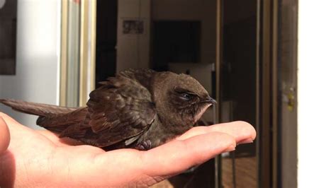 Swift Nest Box