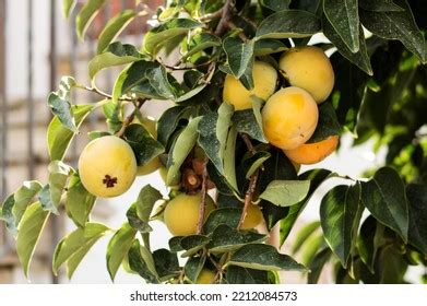 Persimmon Fruit Persimmon Tree Many Persimmons Stock Photo 2212084573 ...