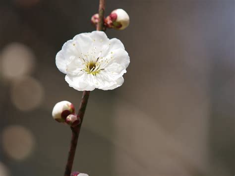 Apricot Blossoms Free Photo Download Freeimages