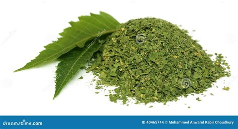 Medicinal Neem Leaves With Dried Powder Stock Photo Image 40465744