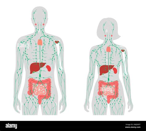 lymphatic system organs