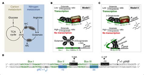 Figure From Variants Of The Bacillus Subtilis Lysr Type Regulator