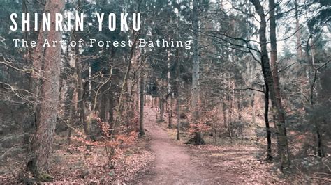 Shinrin Yoku One Hour Forest Bathing Meditation For Relaxation