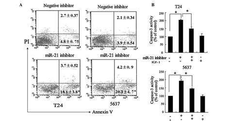 Resveratrol Induces Apoptosis Of Bladder Cancer Cells Via Mir‑21 Regulation Of The Aktbcl‑2