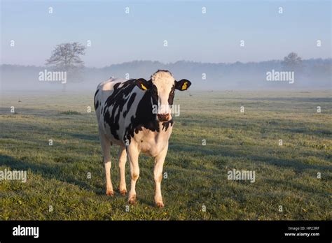 Race De Vache Laitière Lead Mistery