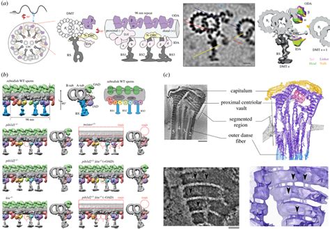 Computational Image Processing By Subtomogram Averaging And