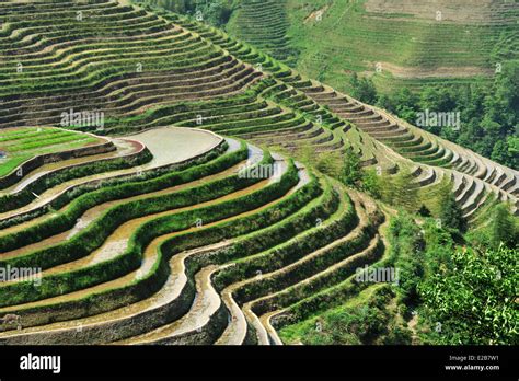 China, Guangxi Province, Longsheng, rice terraces at Longji Stock Photo