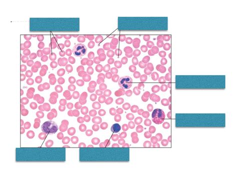 White Blood Cells Diagram Quizlet