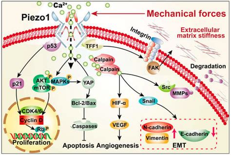 Cancers Free Full Text Mechanosensitive Ion Channel PIEZO1