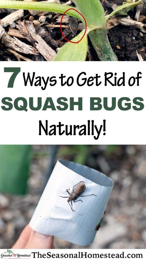 7 Ways To Get Rid Of Squash Bugs Naturally Squash Bugs Garden