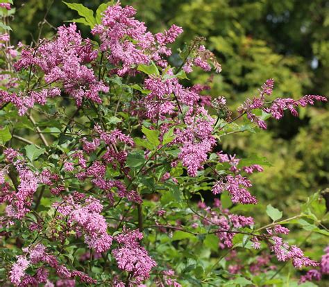 Syringa josikaea 'Måttsund' - Rångedala Plantskola